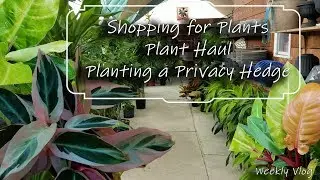 Plant Shopping & Plant Haul || Planting a Privacy Hedge