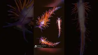 夜の海のミノウミウシはきれい /セスジミノウミウシCoryphellina sp.