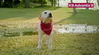K9 Advantix II for Dogs Light Monsoon 15 Commercial