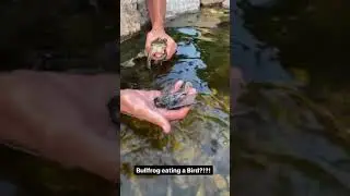 Bull Frog eats a Bird in a pond