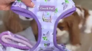 Adorable King Charles Spaniels Unbox Coco & Pud Gingham Lilac Dog Accessories