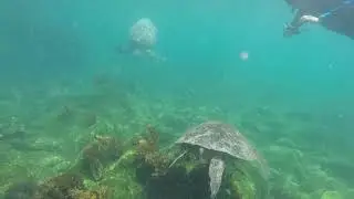 Fernandina, Galapagos snorkeling: sea turtles and marine iguana