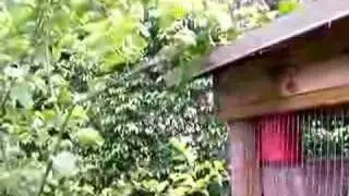 Bee Removal by WillieTHeBeeMan
