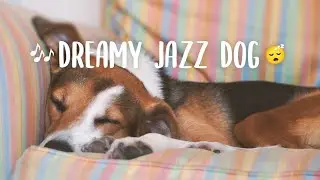 Gracie the Hound 2.5 hour relaxing dog cam