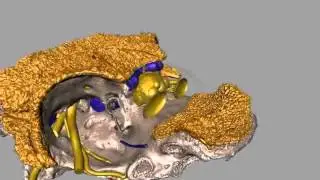 Origin of the Jawed Vertebrate Face