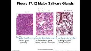 BIO 1220 Ch 17
