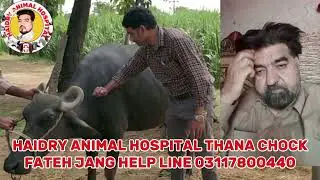 Listeriosis/tripnosoma/Gid/surra treatment in buffalo