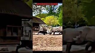 Rhino vs antelope #trending #animals #wildlife #antelope #rhino #shorts #short
