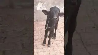 cute buffalo baby #shorts