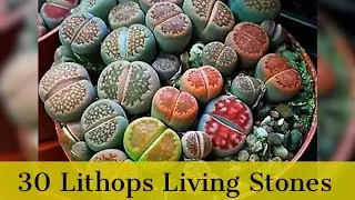 30 Lithops Living Stones