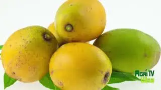 Cultivez le cassimango ou prunes de cythère