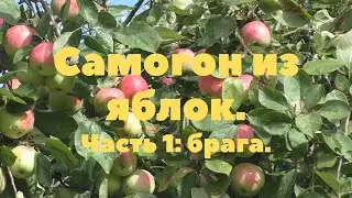Часть 1 Яблочная брага