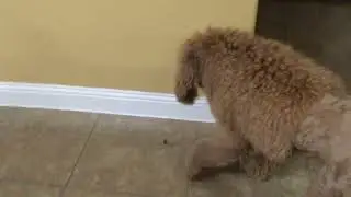 Funny video of Lana bear playing with junebug