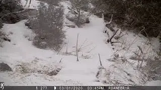 2020-03 - Coyote following a speedy rabbit