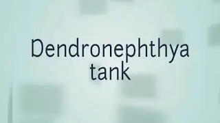 Dendronephthya setup