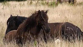 🐎 Happy Horses in the Summer Pasture 🐎 on R&uuml;gen in Glowe  🐎
