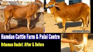 Brhaman Bachri Before & After|Hamdan Cattle Farm & Palai Centre|