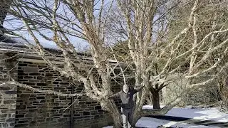 Lunchtime Tour:  In the Winter Garden