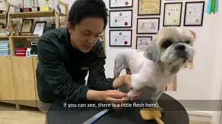 Part 2/2: Most Neglected Brushing/Combing Areas on your Pup