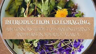 A Beginners Guide to Foraging || The Ethics of Foraging || Foraging for Wild Plants in Your Area