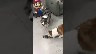 See the funny actions of two dogs who are curious about crabs! 😂