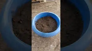 Grow kalanchoe in plastic waste container! #saveplanet #ecofriendly #gardenplants