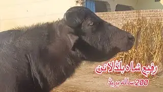 World Biggest nili Ravi Buffalo's Bull for sale in Punjab Pakistan on YouTube 