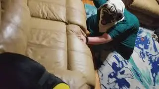 Black Pug (Chief) barking at a Halloween Pug Mask - 2017-10-16