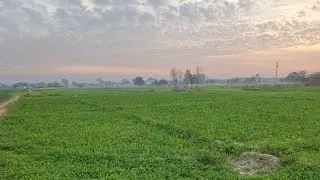 🌿 Beautiful Village View | Peaceful Nature Live