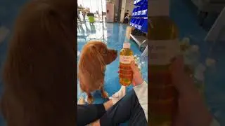 Zoey the Dog Makes a Slime!
