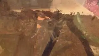 Time lapse - baby Giant African Land Snails are eating sweet potato