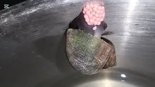 The reproduction of snails