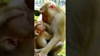 #happywithsovana #babyanimal #animals #sovana #babymonkey #cute #sovanamonkey #babyprimate