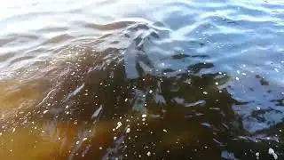Best Filly Video