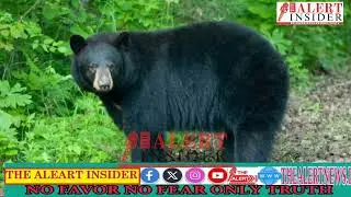 Complaint regarding #Leopard sighting at Nalthi #Bhaderwah #Wildlife protection team responded #news