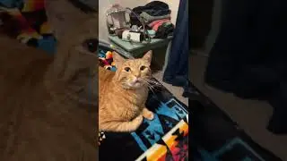 RND #1vs Simba #cats #cat #catlover #trending #shorts #short #fyp #foryou #catholic #reels #pets