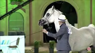 N248 EL SANADIKA IA - PSAIAHF 2020 - Mares 10+ Years Old (Class 9)