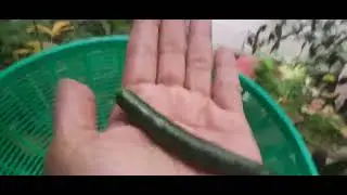 Harvest Green Chilli 🌶  for Sigang o Paksiw
