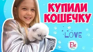 Мне купили КОШЕЧКУ Шотландская вислоухая