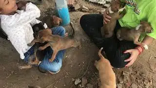#dogpawswow 23: Hungry puppies compete to eat, feeding poor puppies