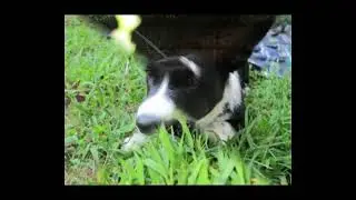 cardigan welsh corgi puppy 5 months old