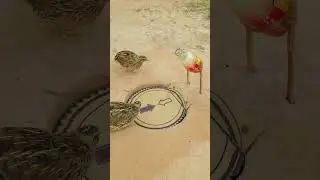 Bird Trapping Technique easy - quail trap #shortvideo #shorts #youtubeshorts