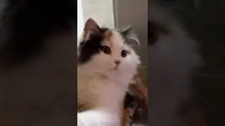 Dad s little pride #The little cat confronted me in the face#Cat sucking#Cute pet debut pl