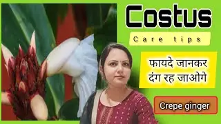 🔴 CREPE GINGER PLANT CARE TIPS II ALL ABOUT COSTUS PLANT WITH ALL BENEFITS II #costusplant