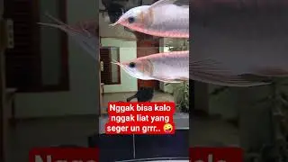 #ikan #shortvideo #aquarium #shorts #trending #viral #reels