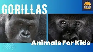 Гориллы | Животные для детей | Всё о животных