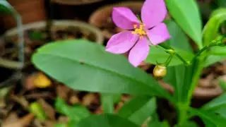ginseng jawa / Talinum paniculatum