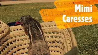 Squirrel Episode 1 : Mimi caresses
