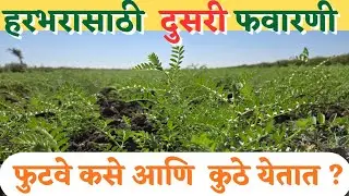 फुटवे कसे येतात? हरभरा दुसर्‍या फवारणीचे नियोजन 