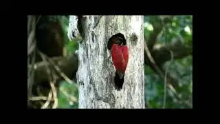 Il mondo degli uccelli: Luzon Flameback (Chrysocolaptes haematribon), Picchio dal dorso fiamma.
